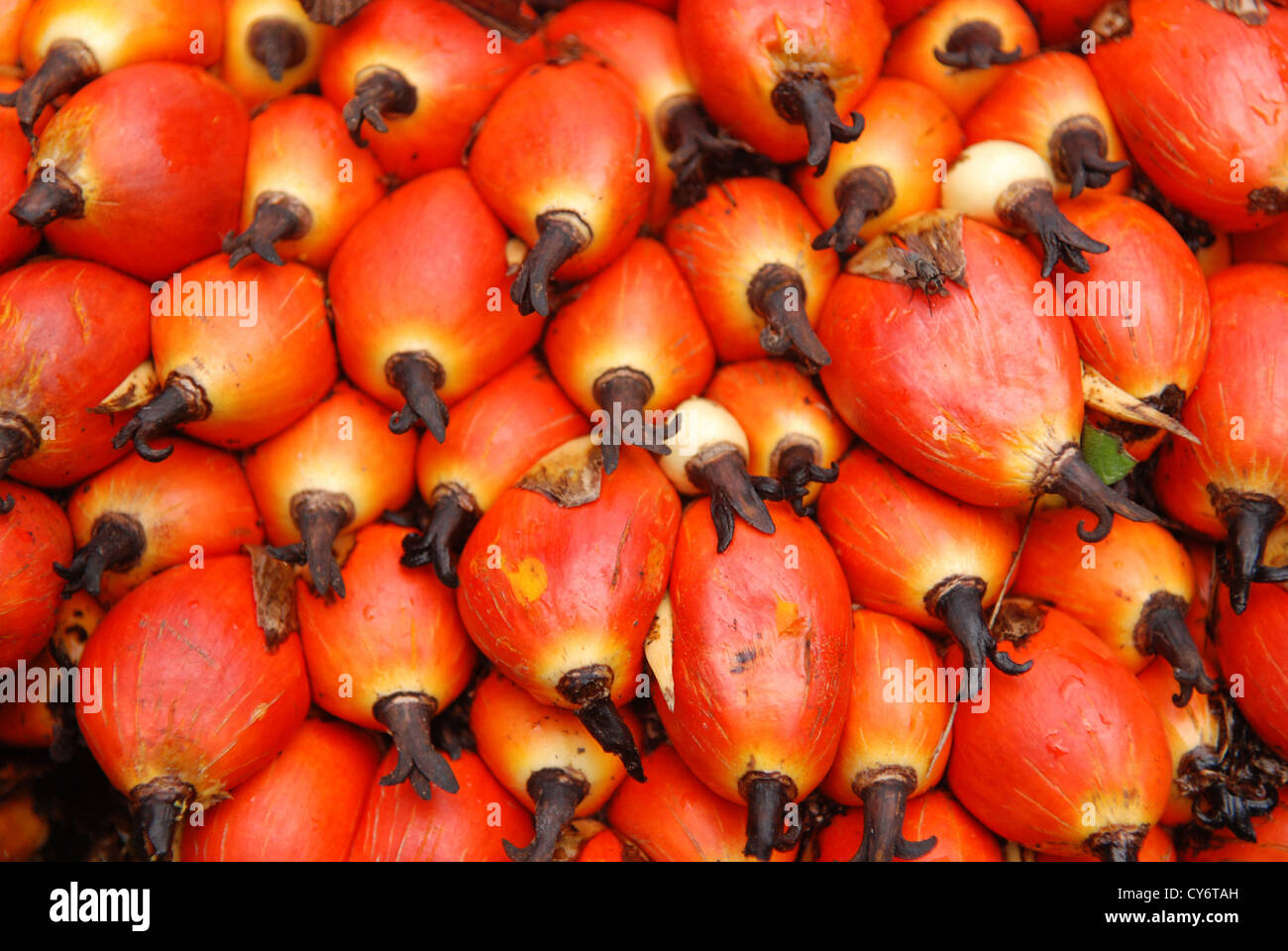palm oil seeds in the farm Stock Photo