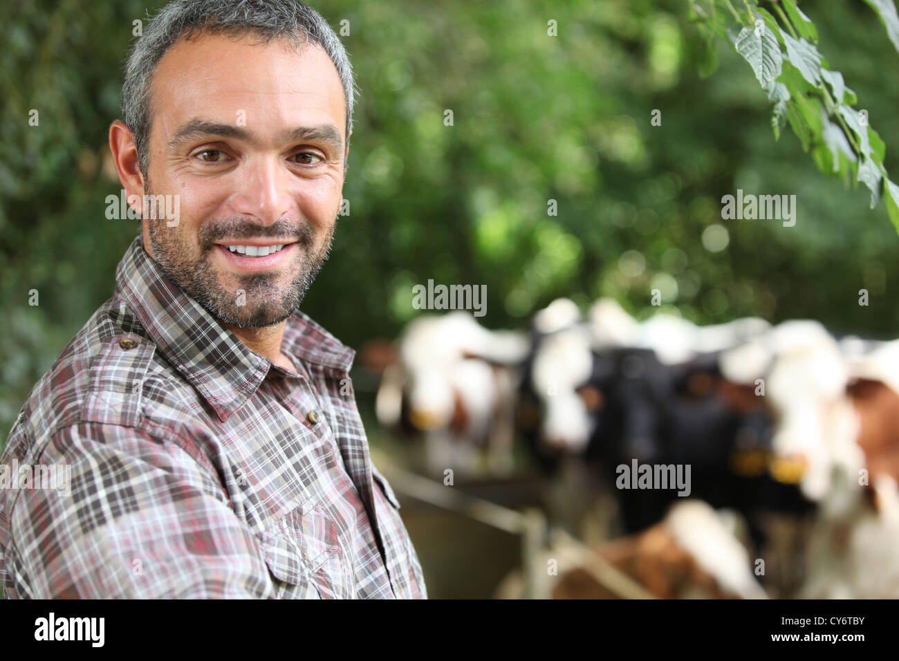 Man smiling in front of cows Stock Photo - Alamy
