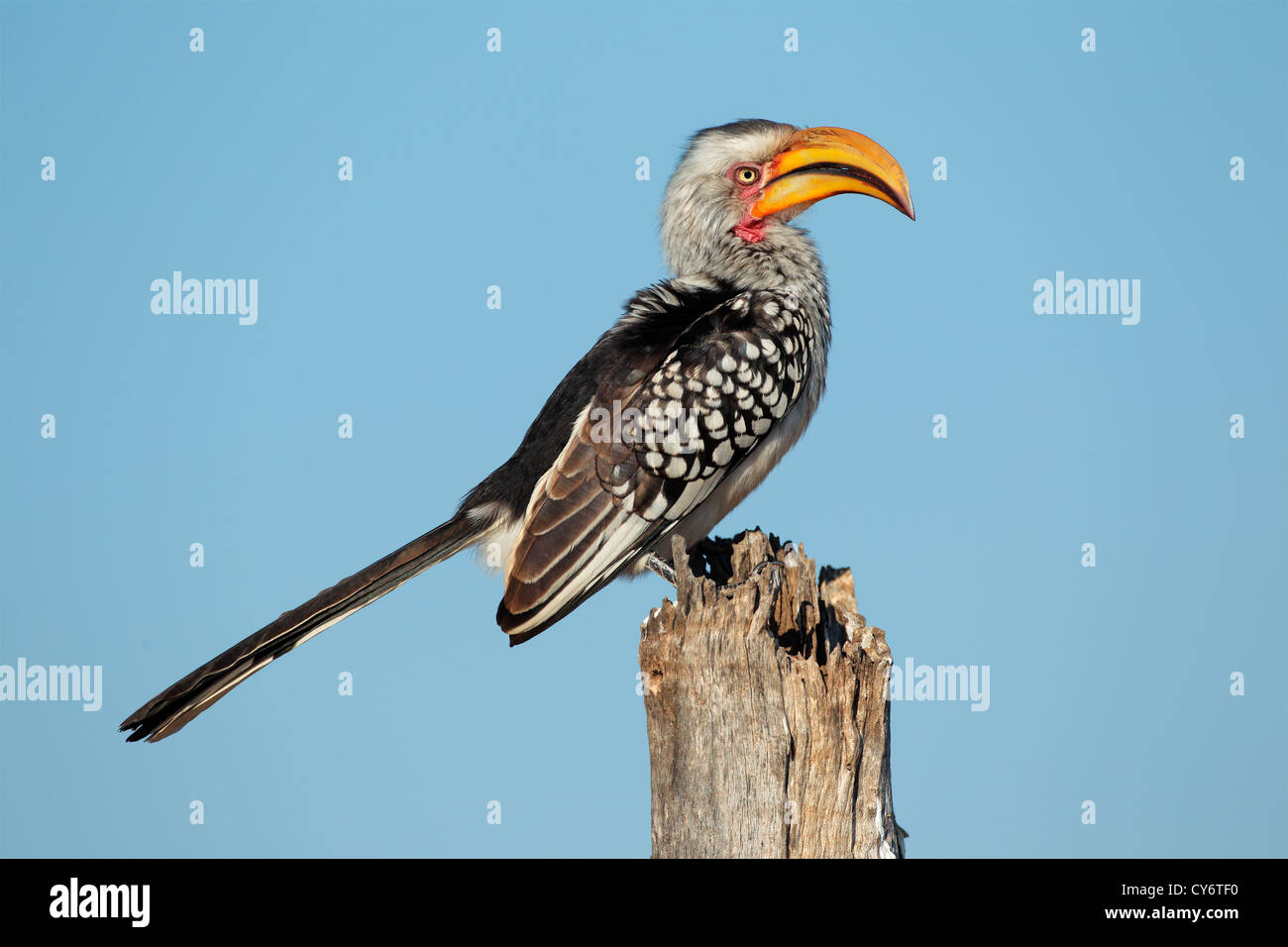 Yellow-billed hornbill (Tockus flavirostris) sitting on a tree stump, southern Africa Stock Photo