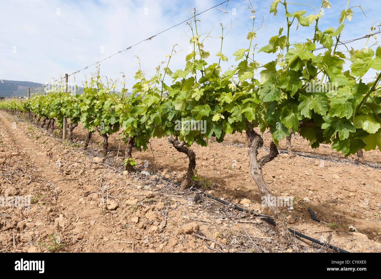 Vineyard in the fruit set season, Borba, Alentejo, Portugal Stock Photo