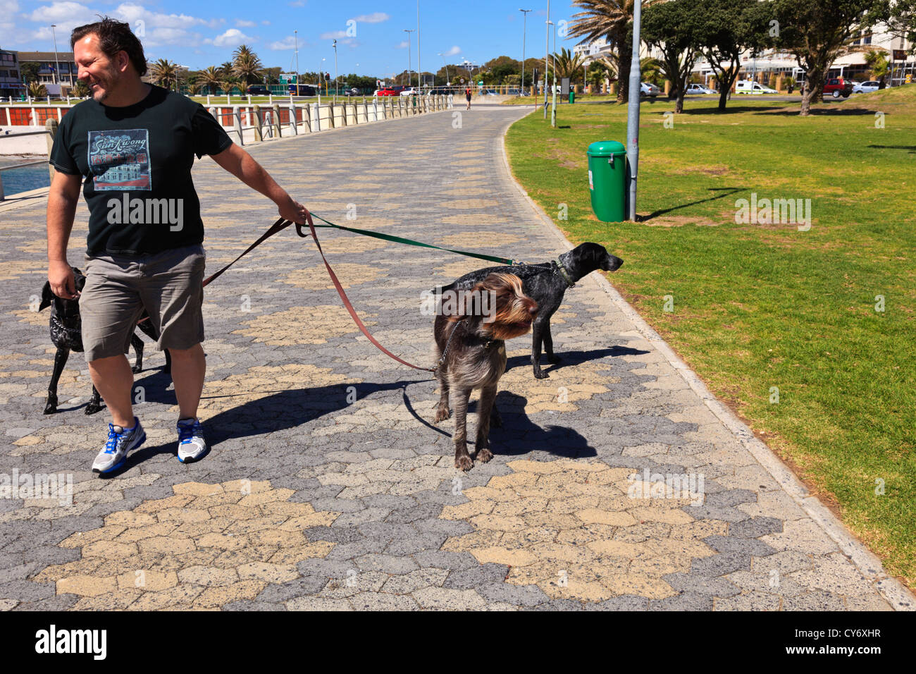 Cape Town, South Africa. A man walks his dogs along the promenade in Sea Point Cape Town South Africa. Stock Photo