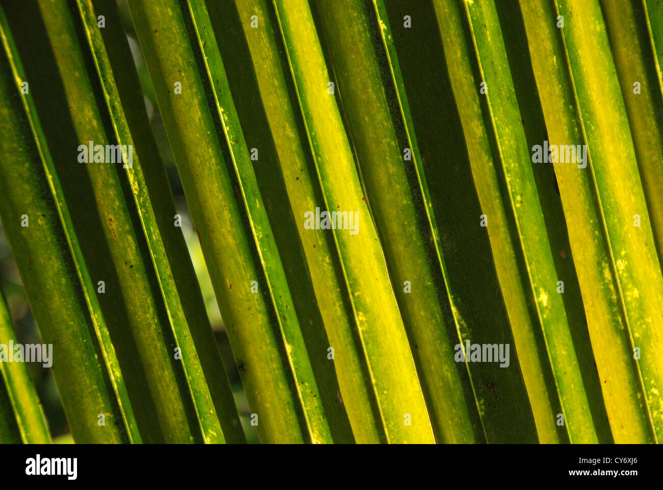 yellow palm leaf in the gardens Stock Photo - Alamy