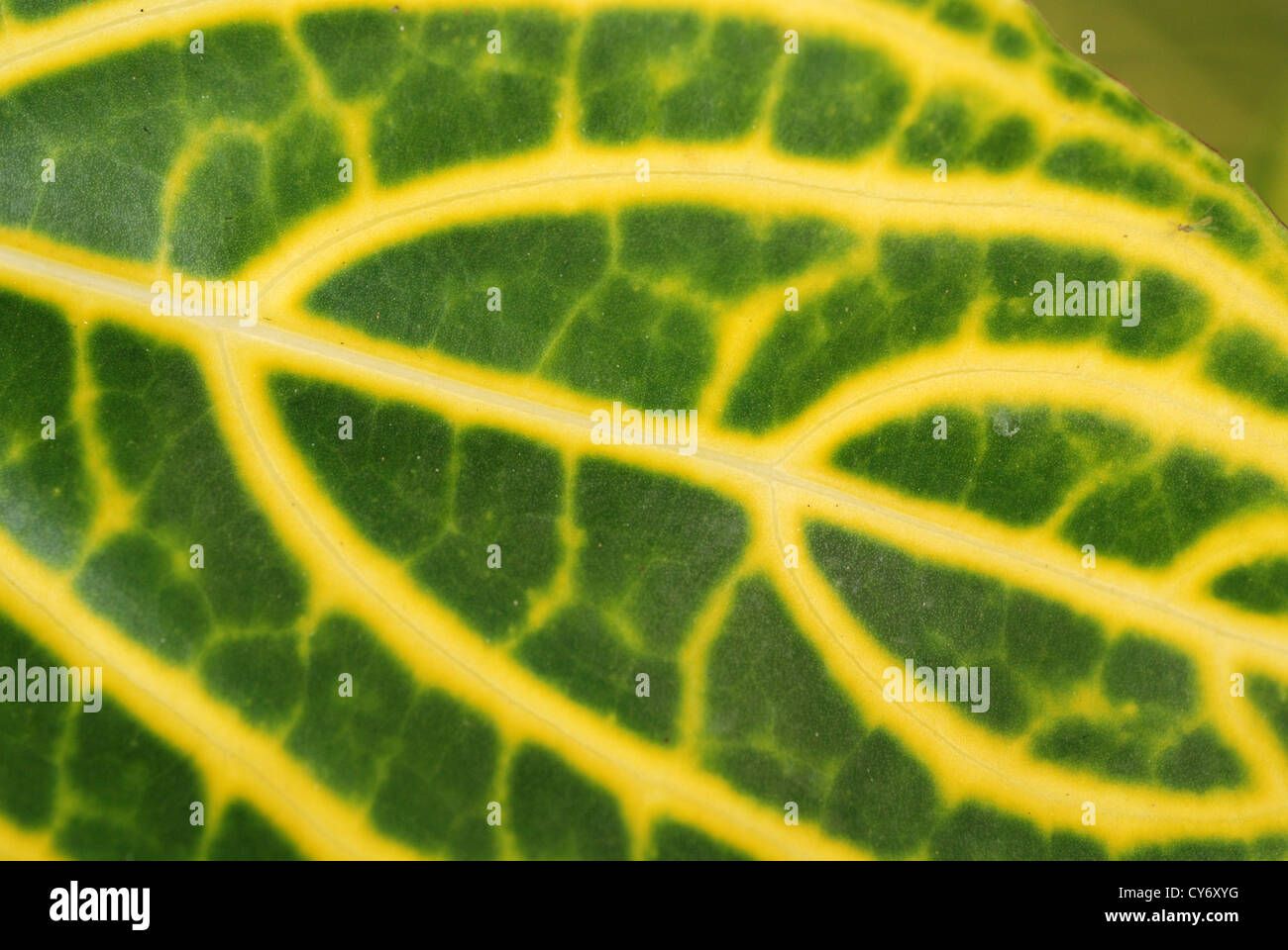 green leaf with yellow lines Stock Photo