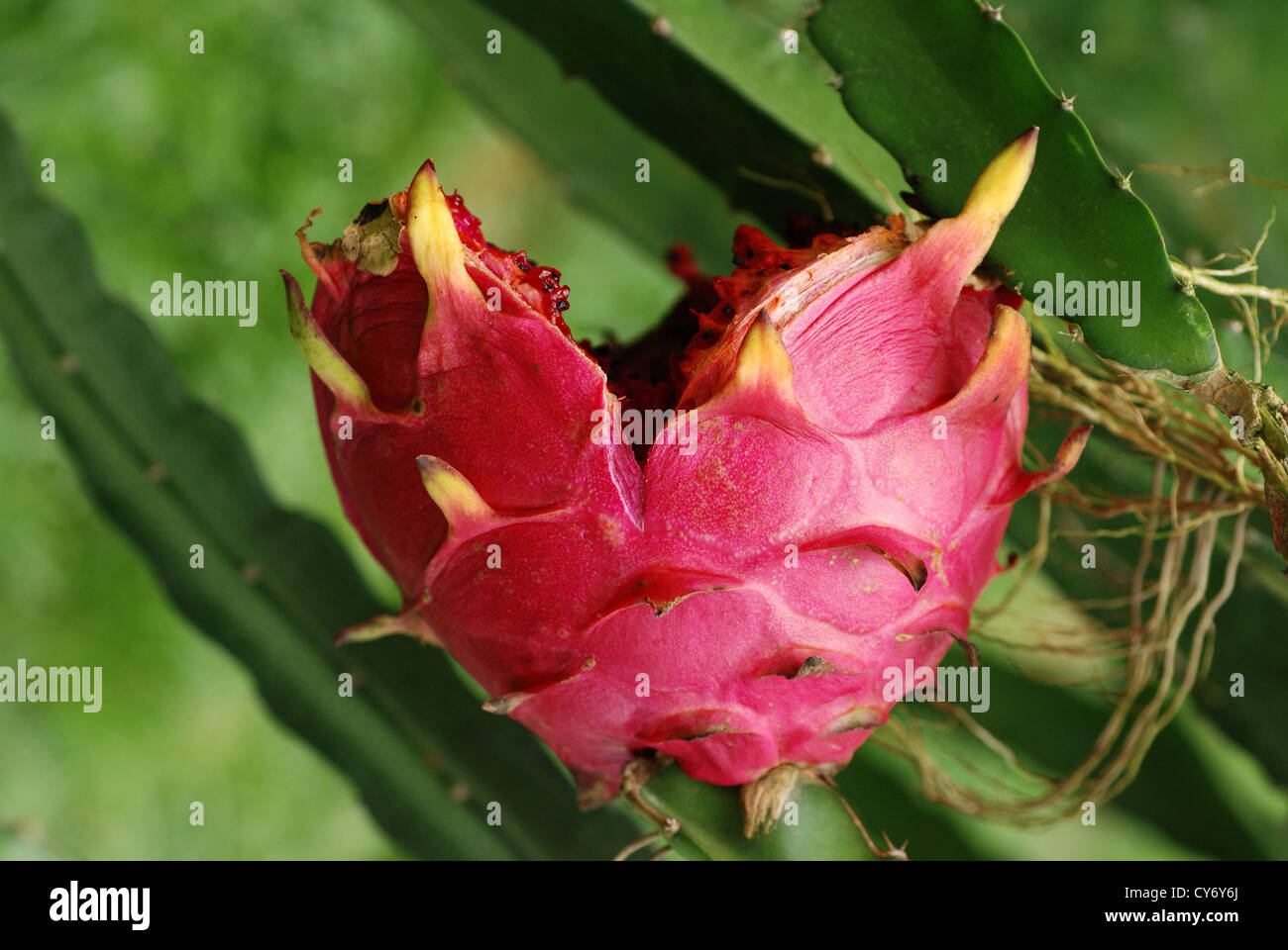 red dragon fruit in the gardens Stock Photo