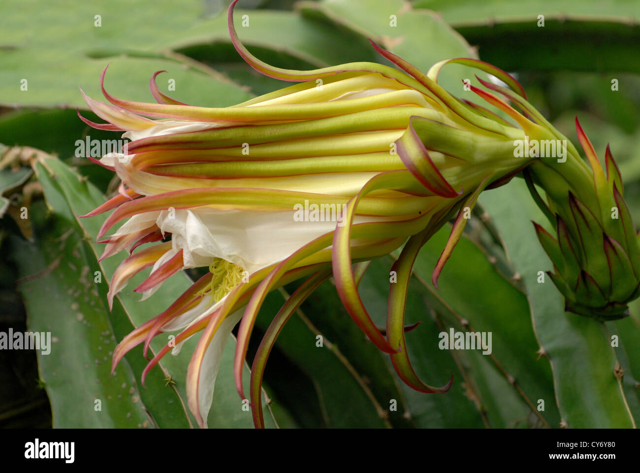 red dragon fruit flower in the gardens Stock Photo