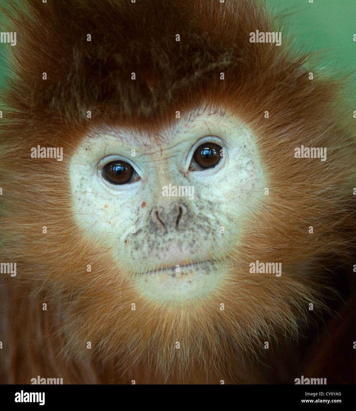 Javan langur hi-res stock photography and images - Alamy