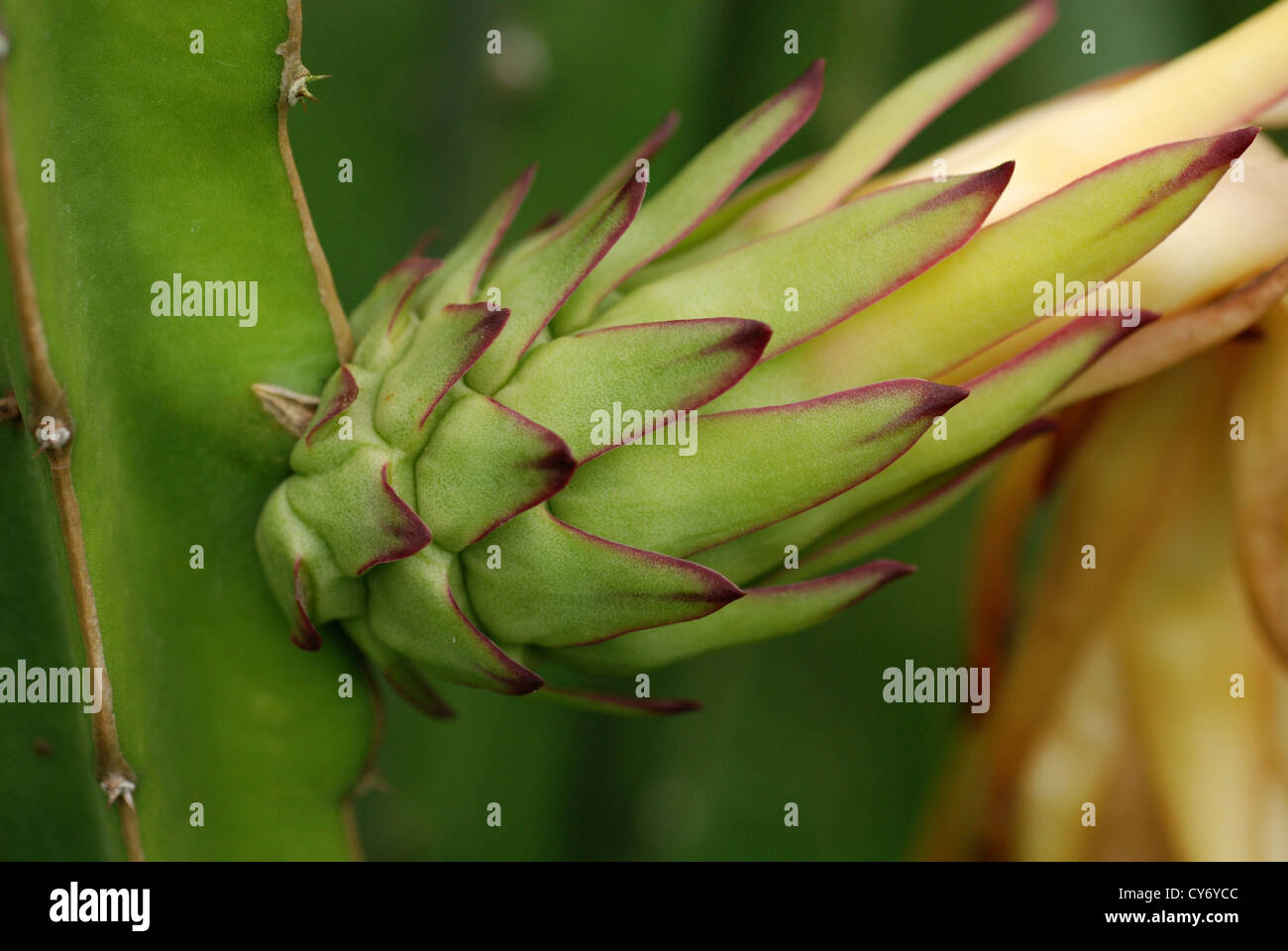 dragon fruit flower in the farms Stock Photo Alamy