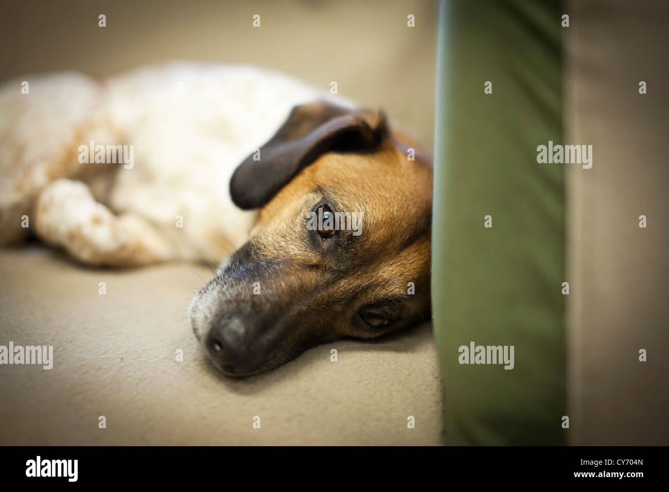 Close up of a dog laying in a sofa with a sad expression. Stock Photo