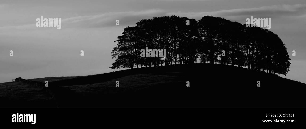 Black and White image panoramic trees Askrigg pastures; Askrigg village, Wensleydale; Yorkshire Dales National Park, England Stock Photo