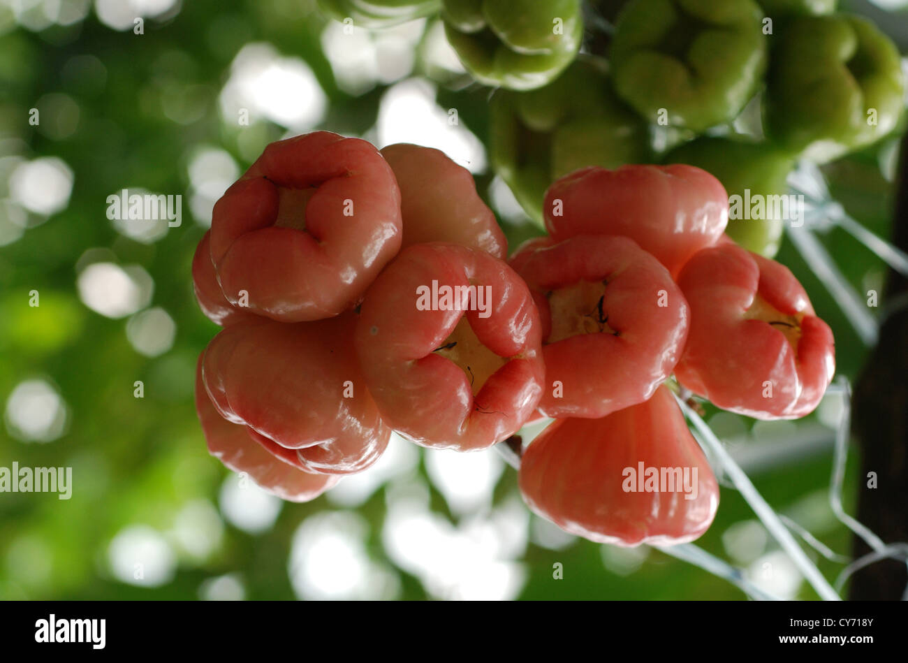 water apple fruit in the gardens Stock Photo Alamy