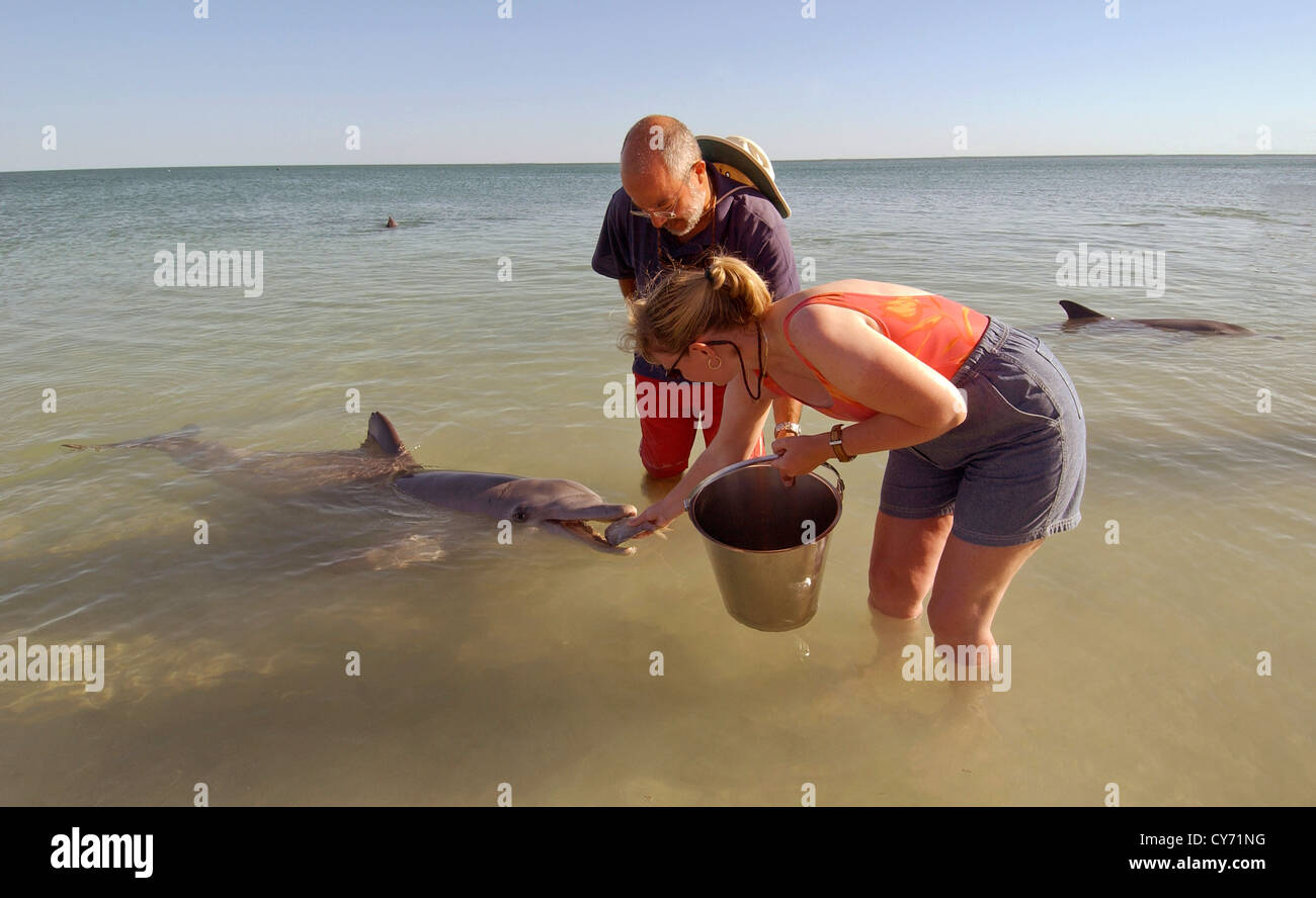 A tourist feeding fish to a Dolphin at Monkey Mia Dolphin Resort in Western Australia. Stock Photo