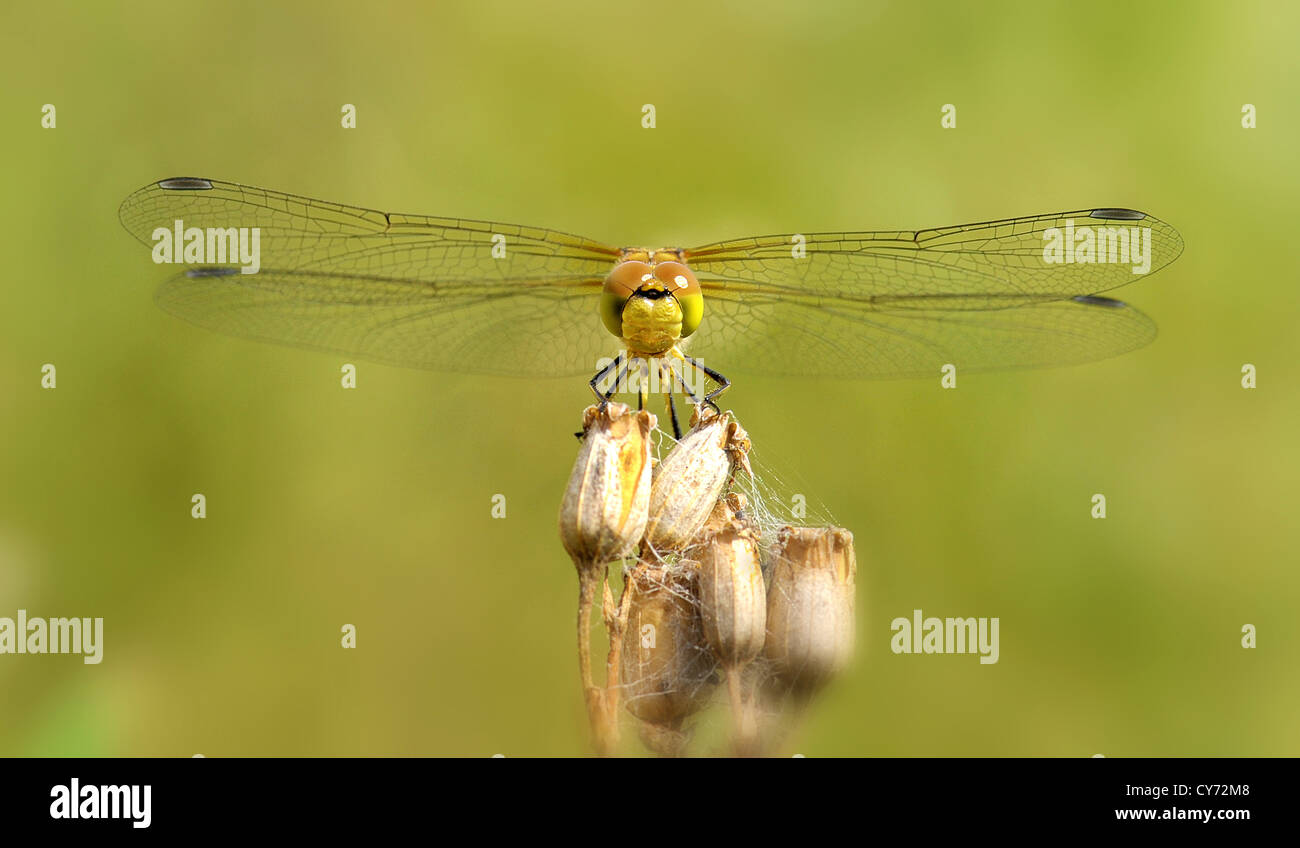 Dragonfly This Hawker is a face on macro image Common Hawker Aeshna juncea Stock Photo