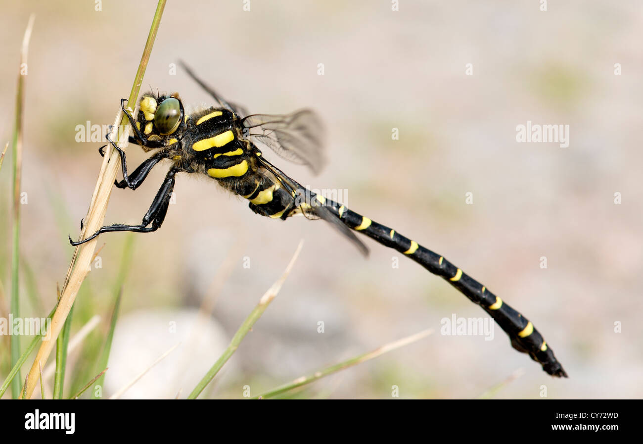 The Golden-ringed Dragonfly, Cordulegaster boltonii, is a large, striking dragonfly and the longest British species Stock Photo