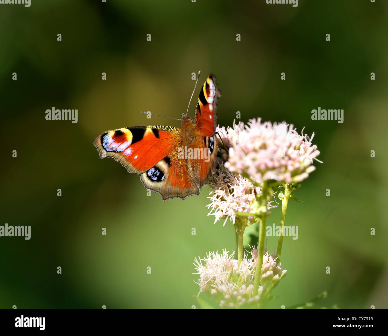 The European Peacock, more commonly known simply as the Peacock butterfly, is a colourful butterfly, found in Europe. Stock Photo