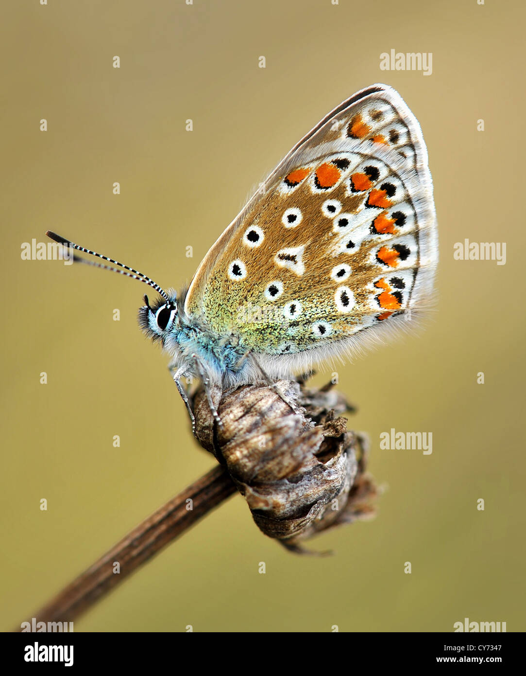 The Common blue butterfly is the commonest blue found in the British Isles. Polyommatus icarus Stock Photo