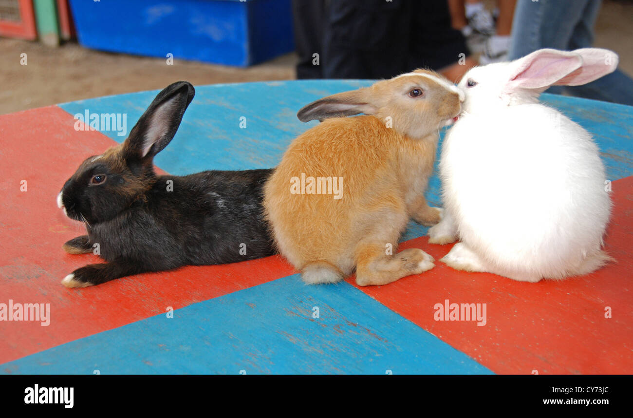 yellow, brown and black rabbits Stock Photo - Alamy