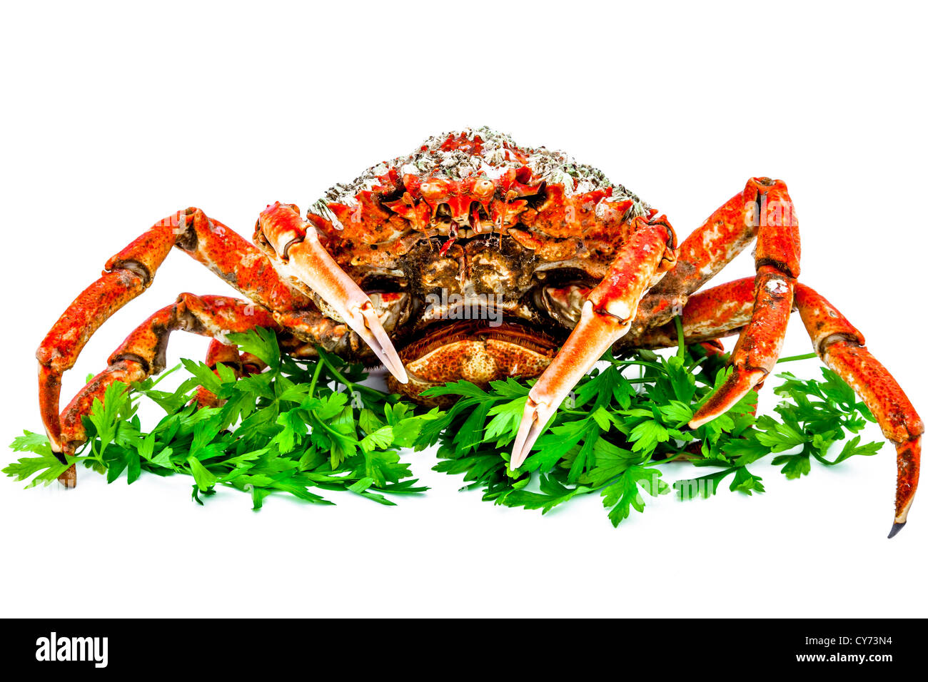 A spider crab on a white background Stock Photo