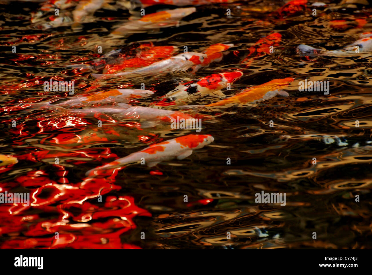 koi fishes swim in the pond Stock Photo