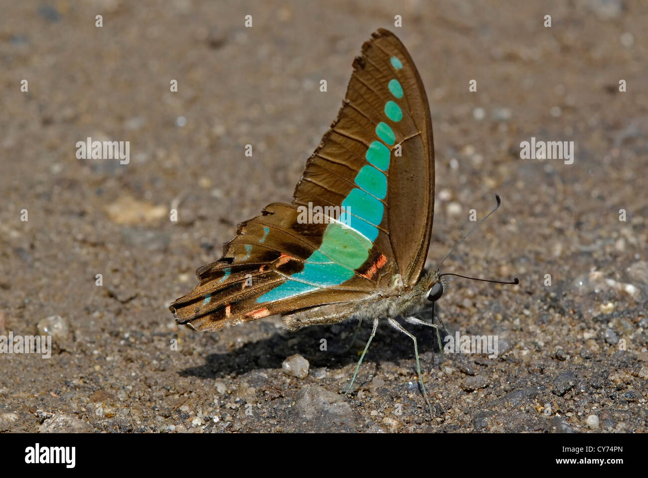 blue butterfly sucking water from the soil Stock Photo