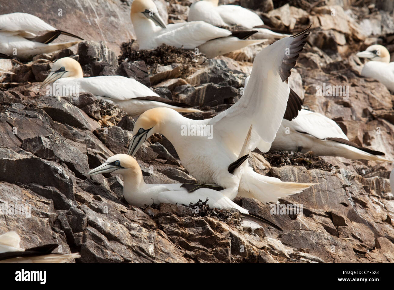 Gannets on Bass Rock Stock Photo