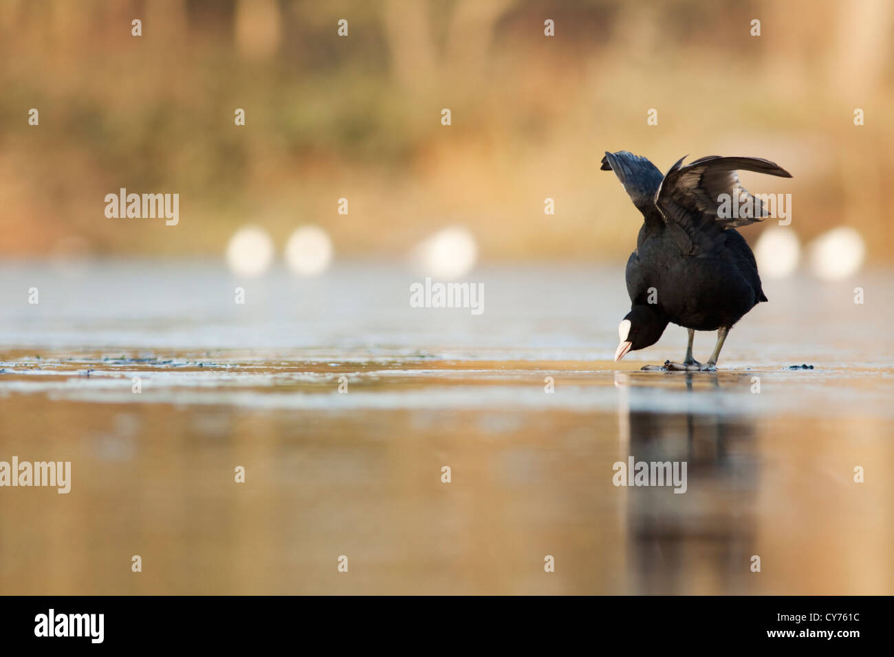 Coot on the Ice Stock Photo