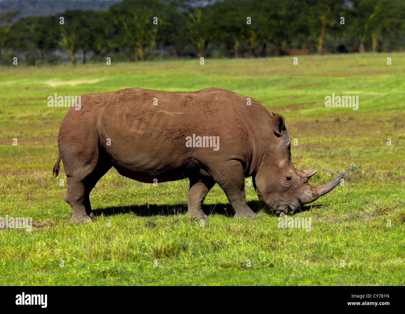 White Rhino, Kenya Stock Photo - Alamy