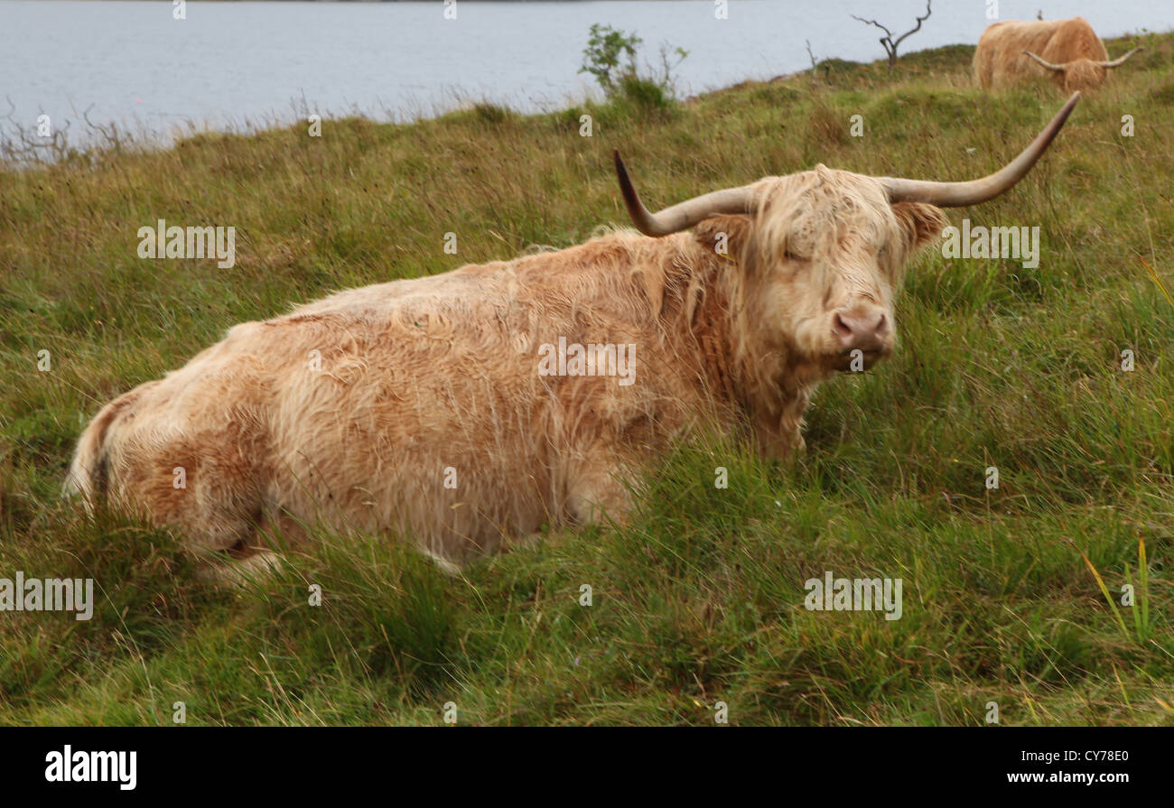 Highland cow near Tobermory, Isle of Mull Stock Photo - Alamy