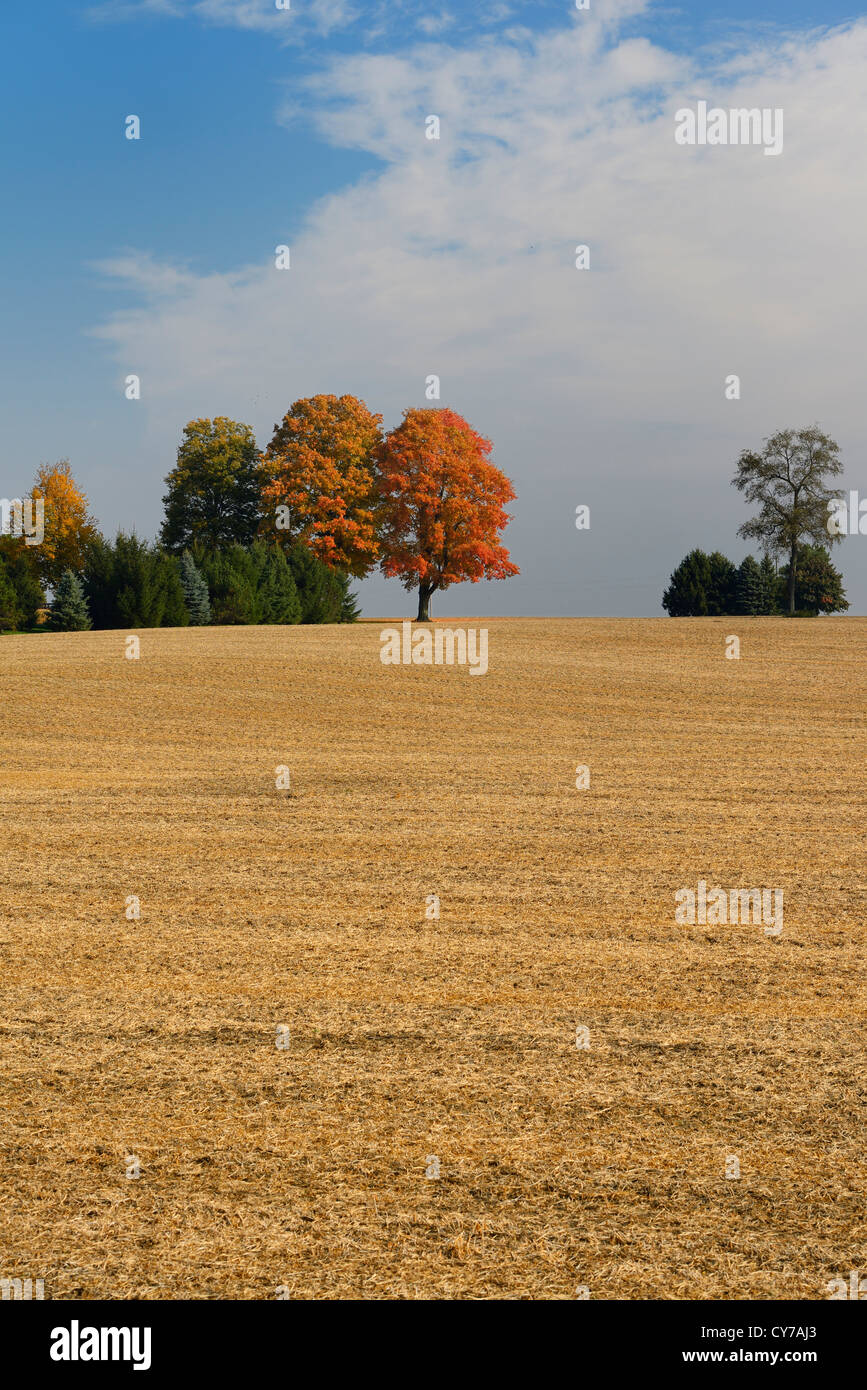 Trees on the crest of a hill of harvested cropland in the Fall  Caledon Ontario Canada Stock Photo