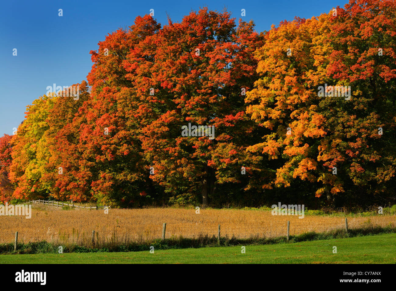 Bright orange and red Maple trees of Fall in Caledon Ontario farmland Stock Photo