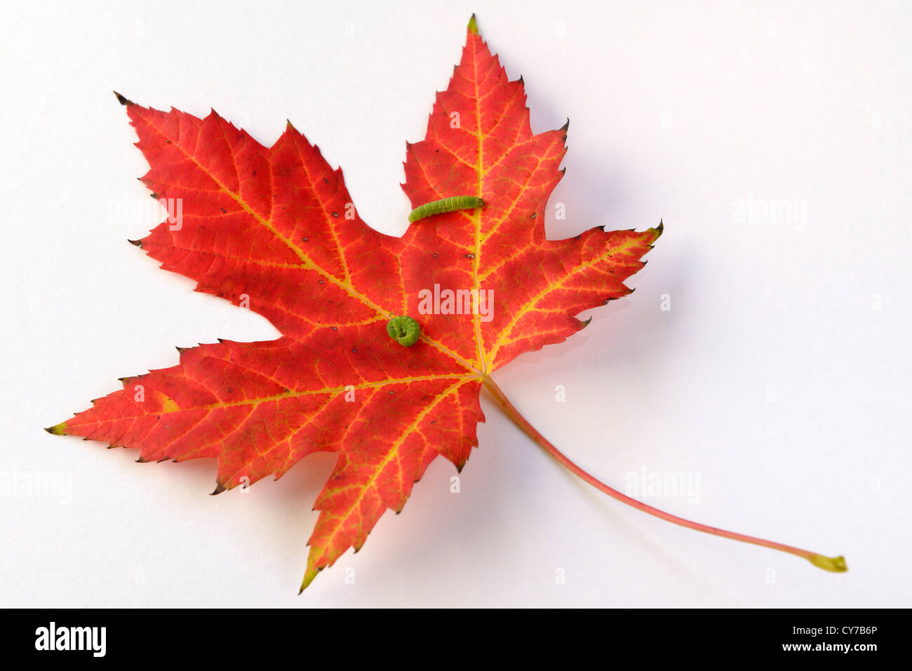 Green caterpillars on a Red Maple leaf with yellow veins on white background Stock Photo