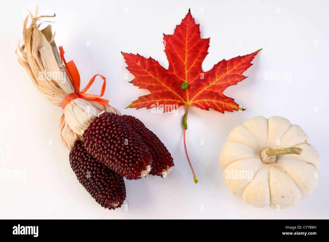 Three Mini Red dry Indian corn cobs with white mini pumpkin and Red Maple leaf with caterpillar on white background Stock Photo