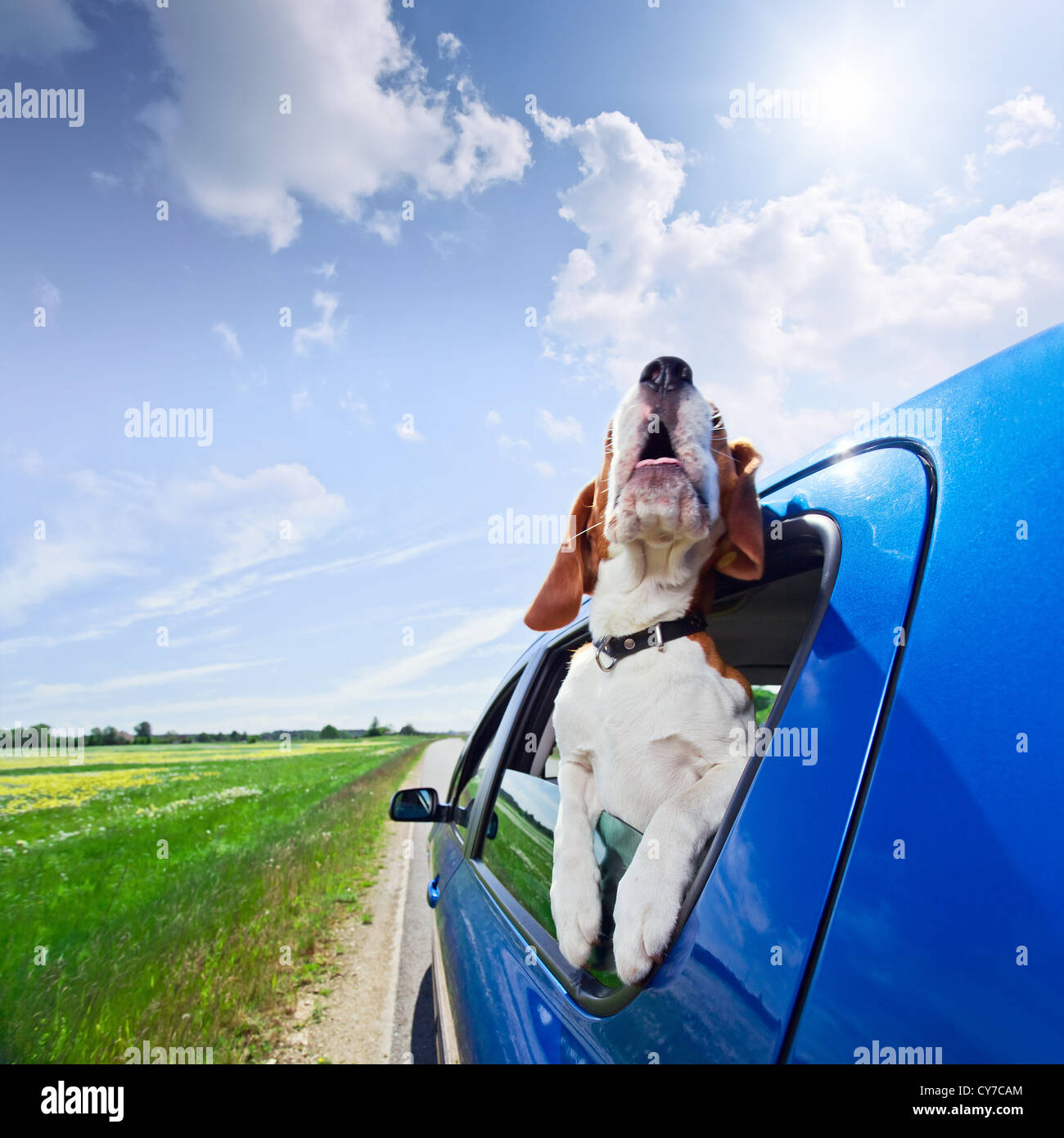 The cute beagle travels in the blue car. Stock Photo