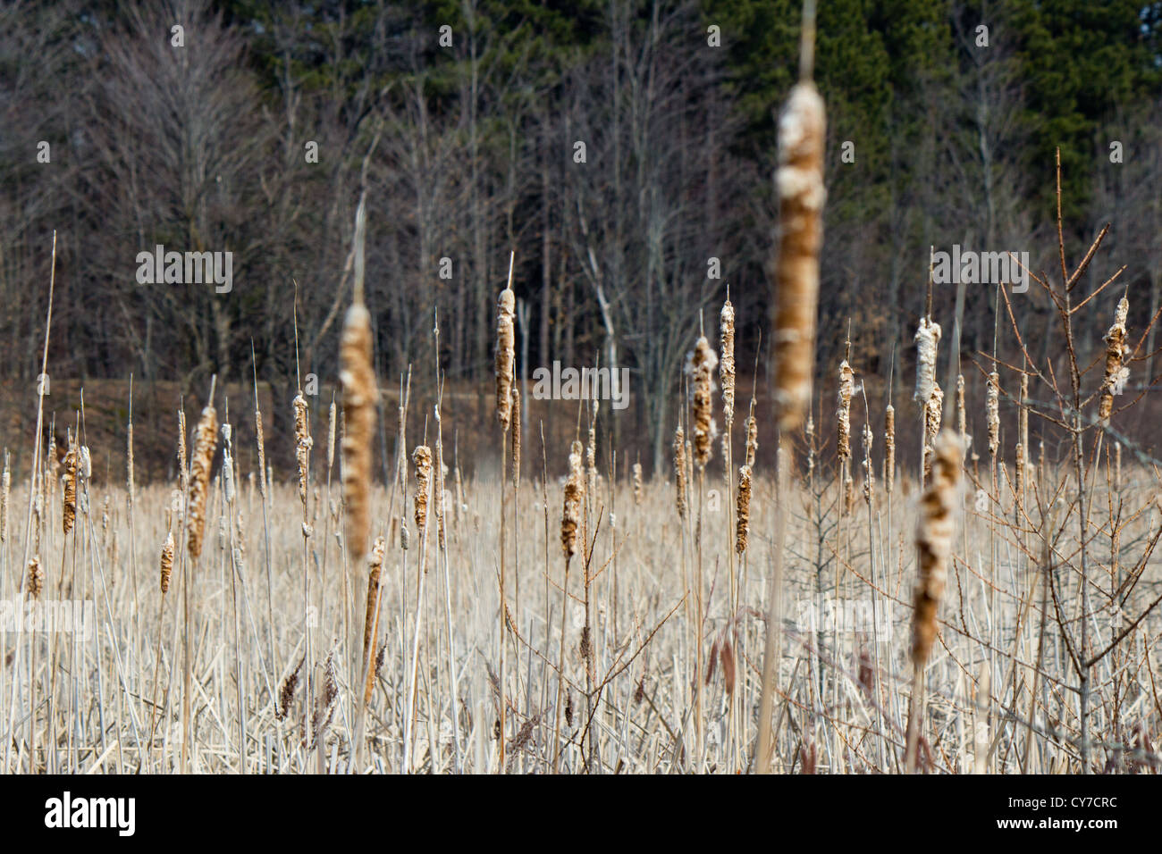 Bulrush plants in a marsh stock photo alamy