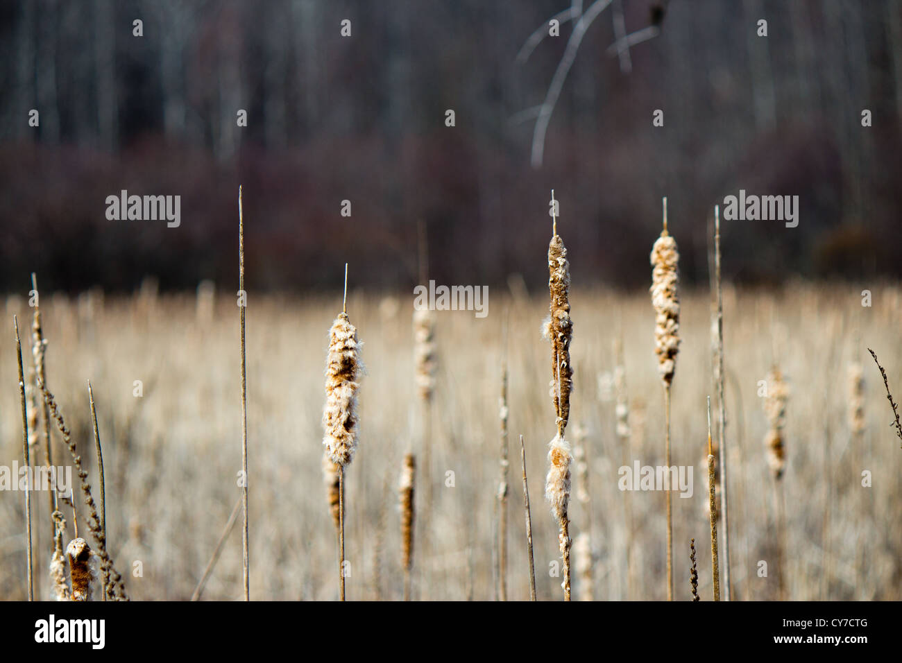 Plants In A Marsh