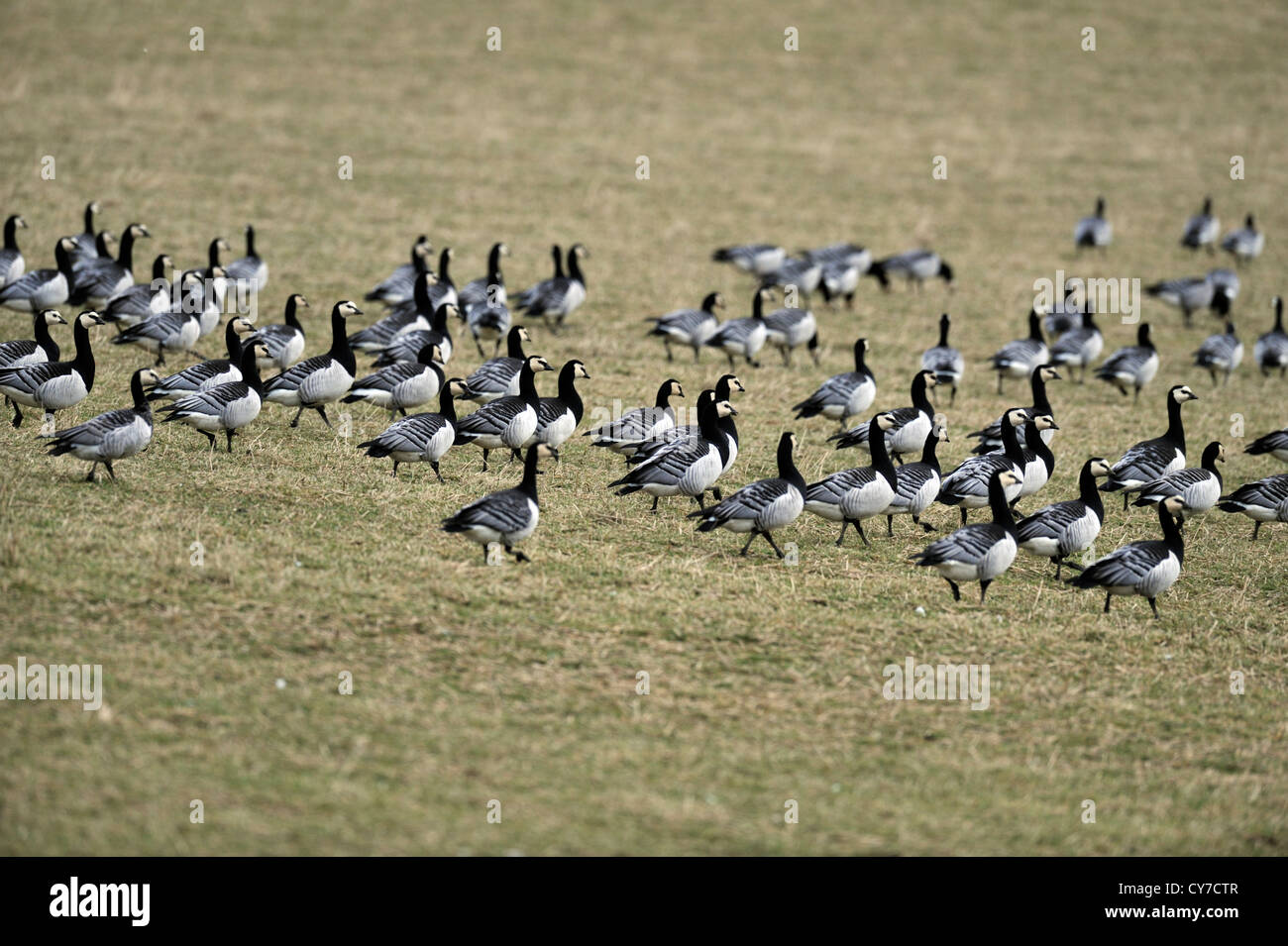 Barnacle geese (Branta leucopsis) Stock Photo