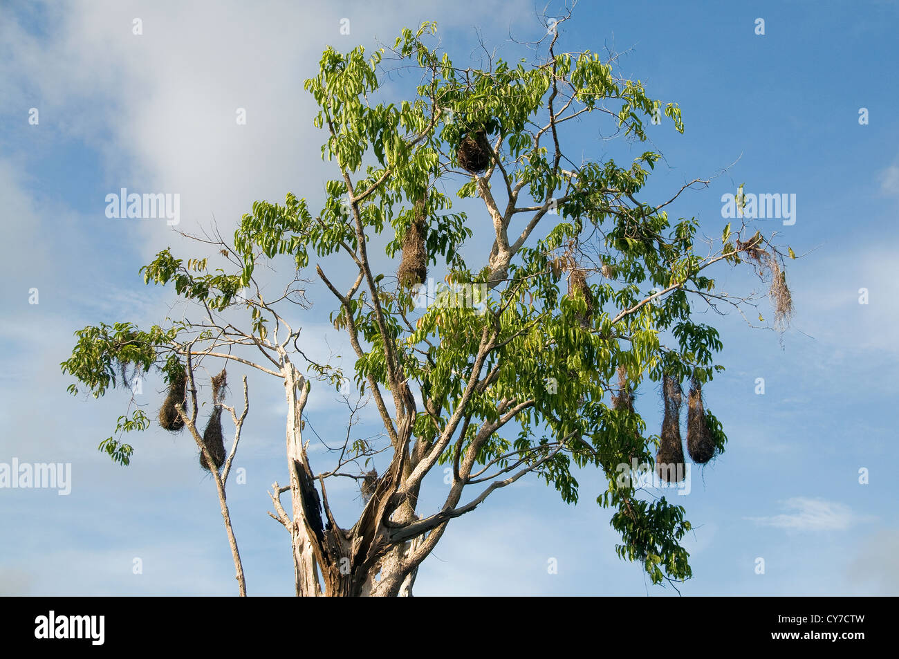 The Japim bird or "Amazon Weaver" builds a unique protective nest that
