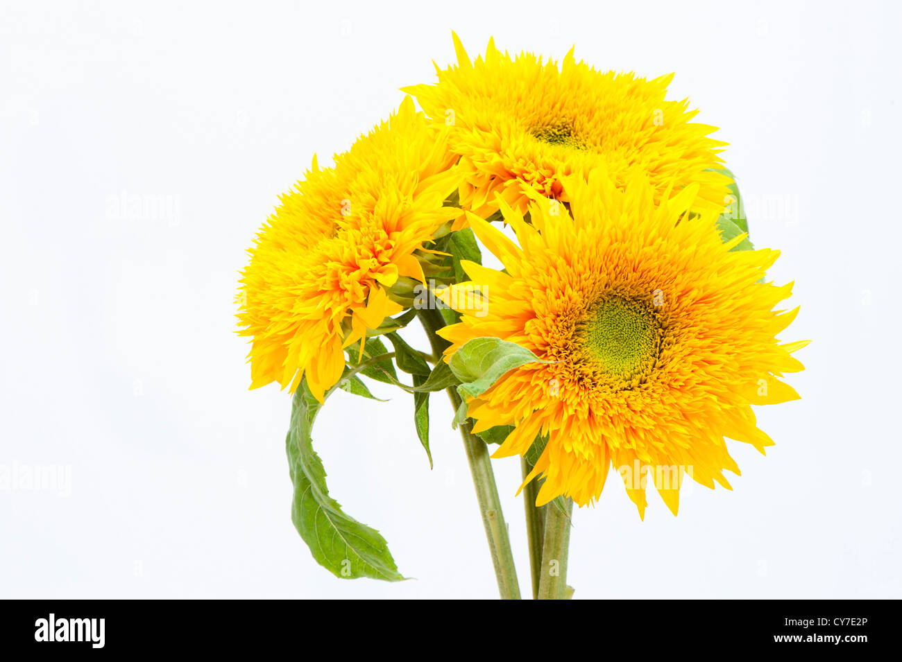 Dwarf Sunflowers, Helianthus annuus Stock Photo