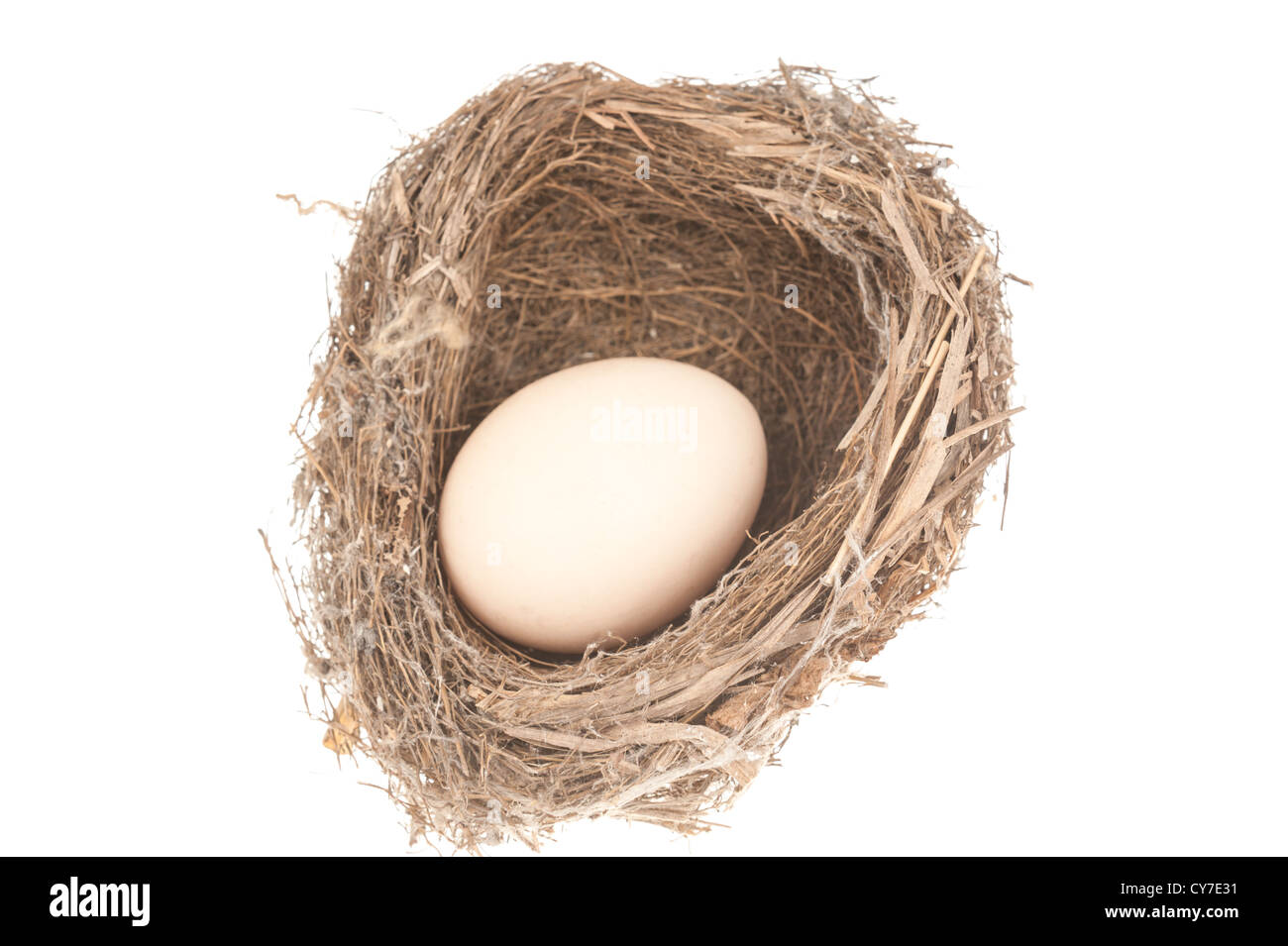Bird nest and egg isolated on white background Stock Photo - Alamy