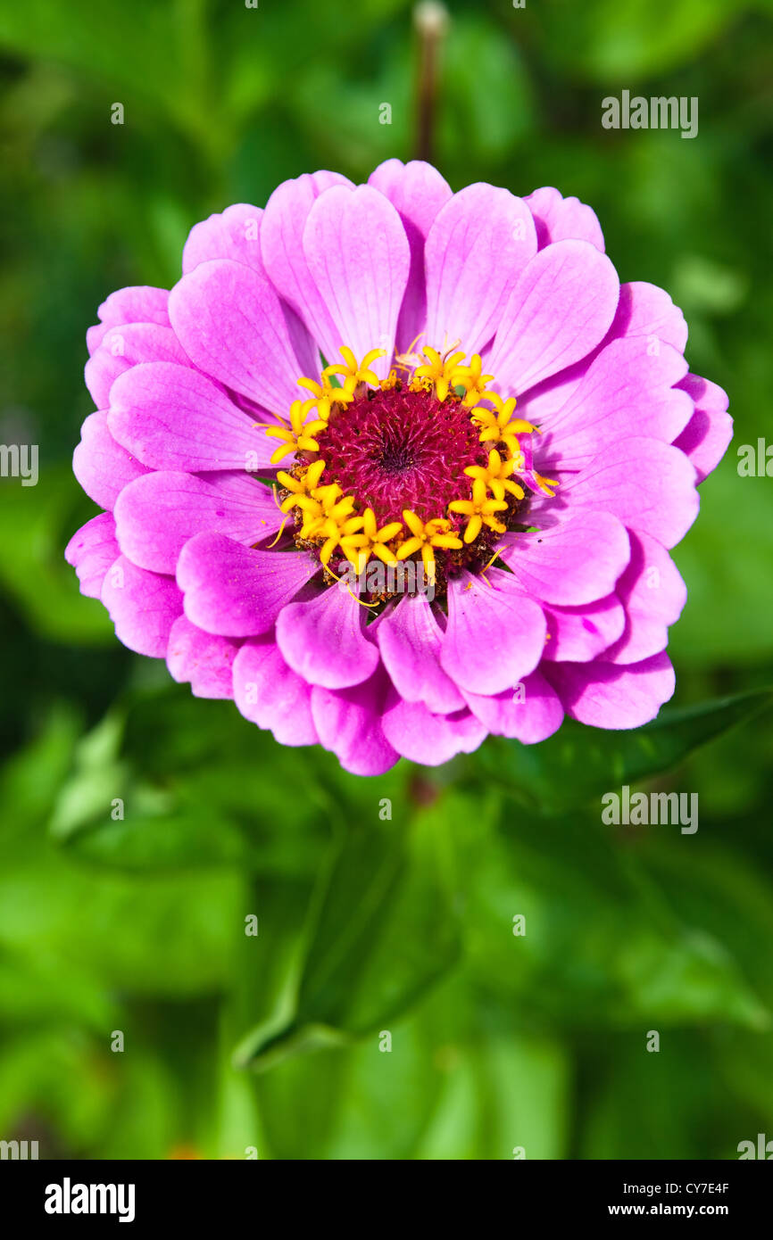 Bright flower Zinnia against the green grass Stock Photo