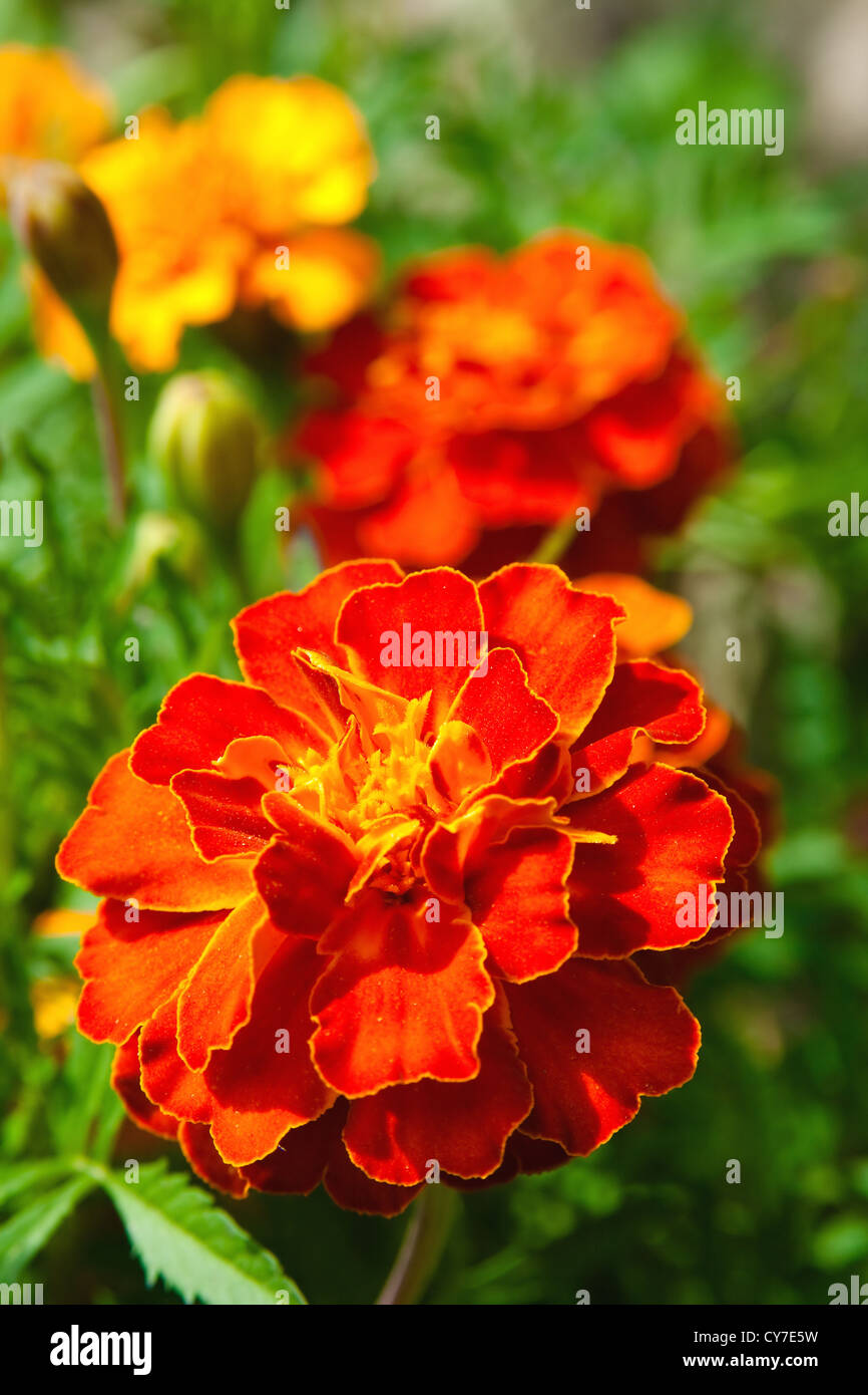 Orange Flowers (Tagetes) on the background of greenery on a bed Stock Photo