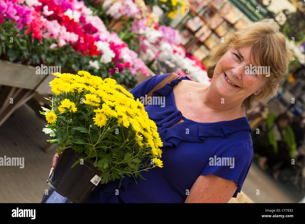 Woman purchasing chrysanthemum plants, purchased in English Garden centre.  looking at camera. Senior lifestyle. Stock Photo