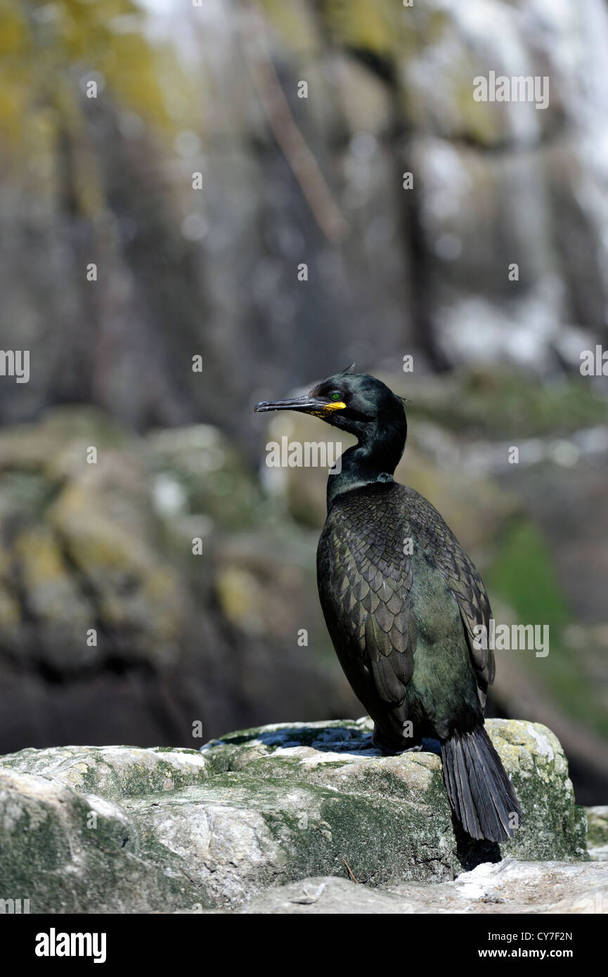 European shag (Phalacrocorax aristotelis) Stock Photo