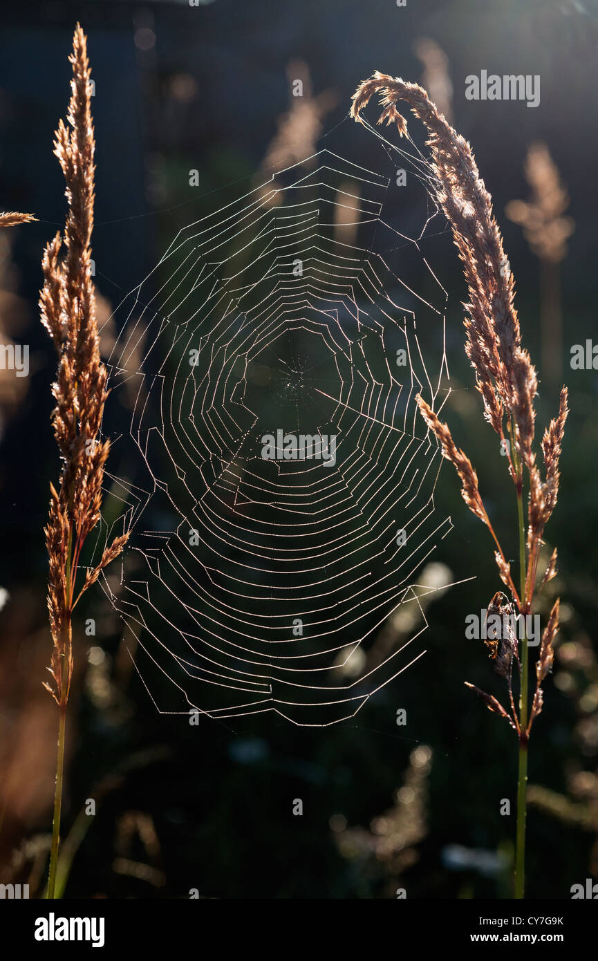 Back of the net hi-res stock photography and images - Alamy