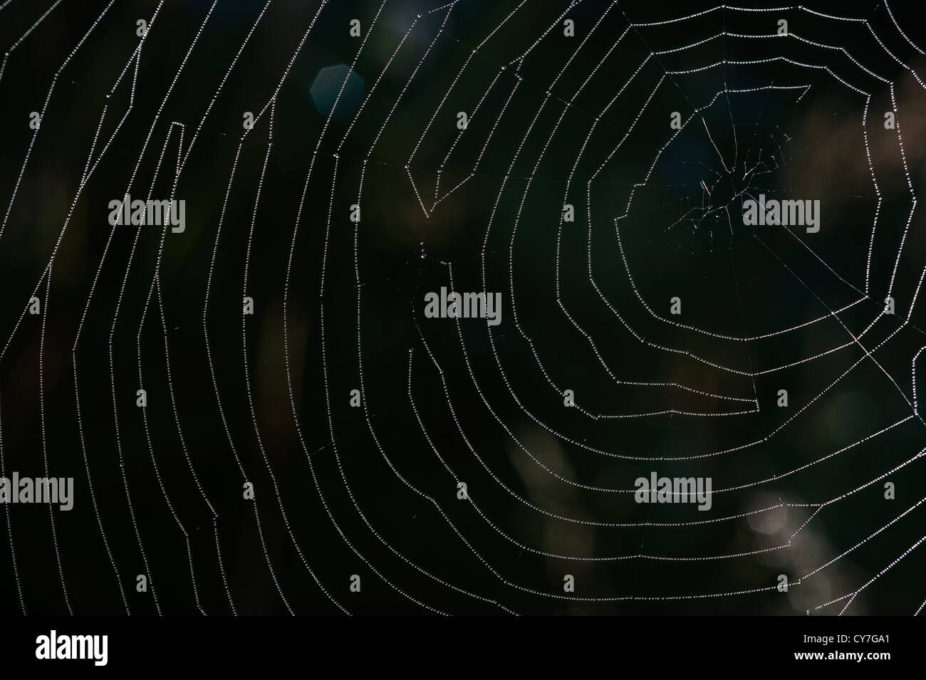 Back light spider net dewdrop net spider. Dark background Stock Photo