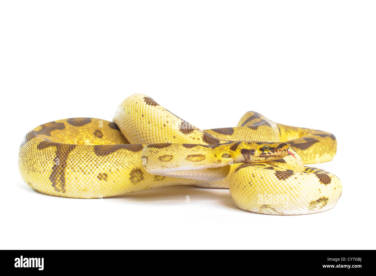 Super inferno ball python coiled, looking at viewer with forked tongue out on white background. Stock Photo