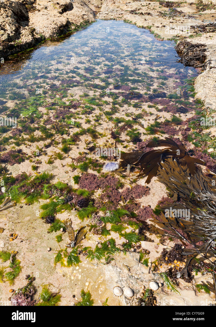 A rock pool with a variety of sea weeds and a purple jelly fish, UK Stock Photo
