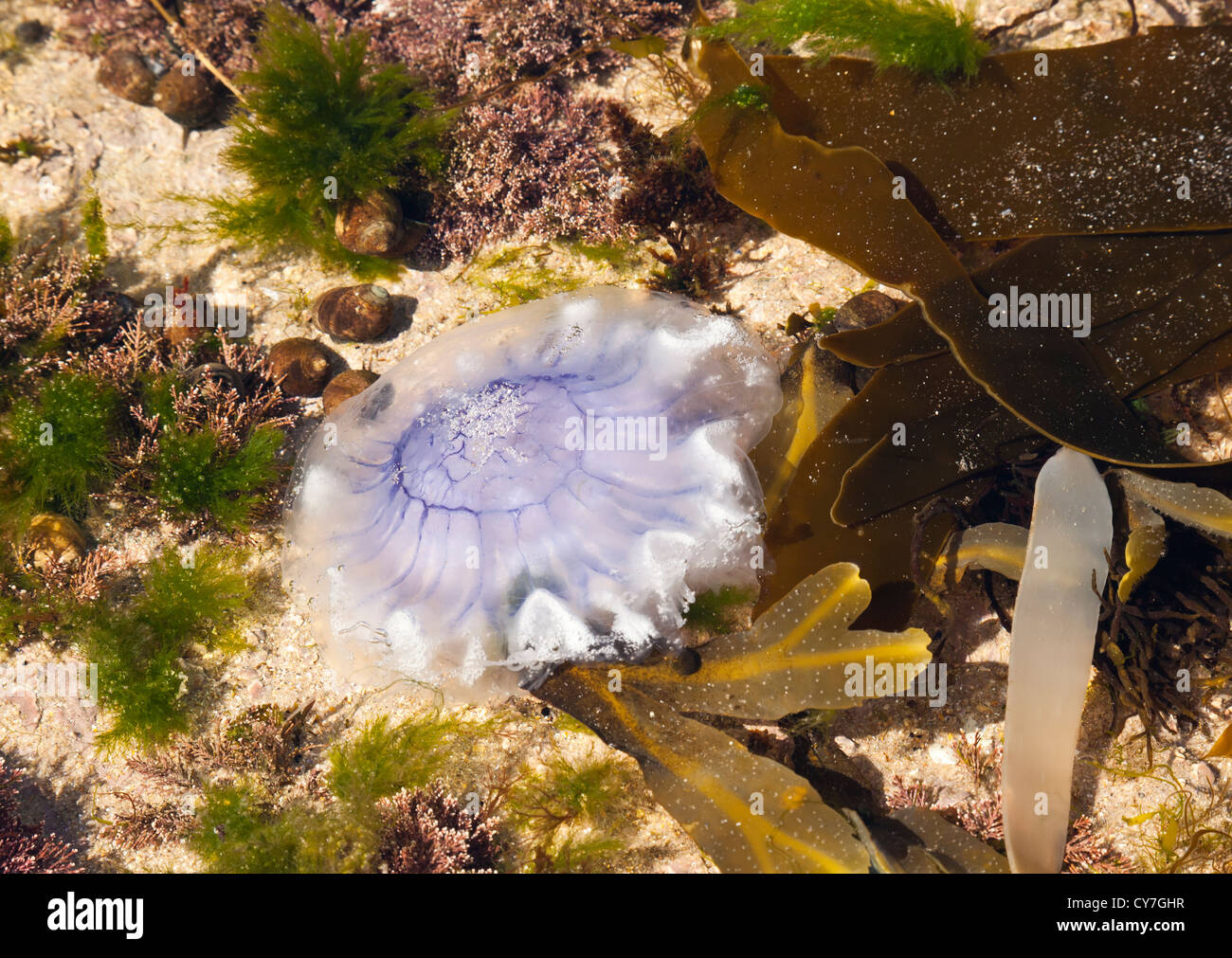 pool jellyfish