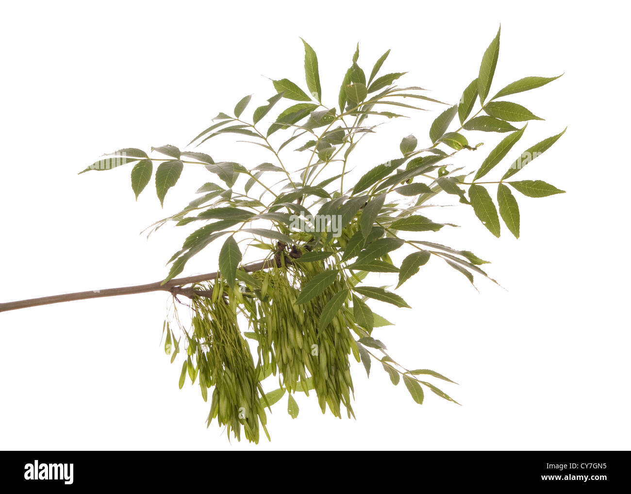 Branch ash tree fruit on Cut Out Stock Images & Pictures Alamy