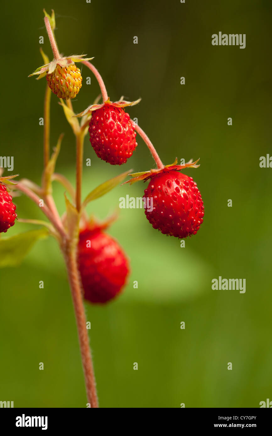 red and unripe wild strawberry on bush Stock Photo