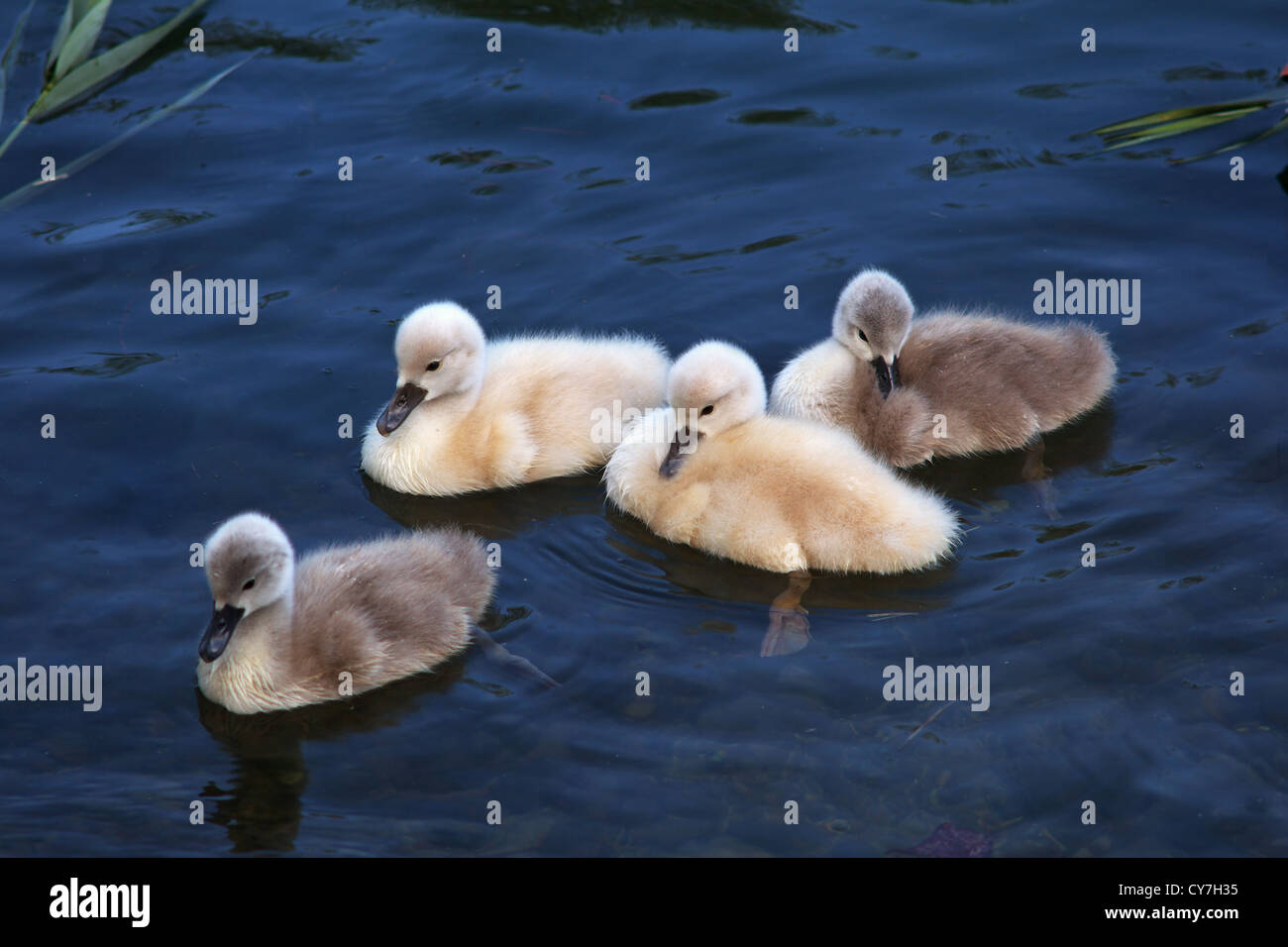 Four swan cubs carefree swimming in clear blue water Stock Photo